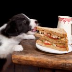 Dog Sandwich thief