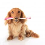 Dog toothbrush