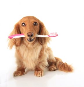 Dog toothbrush